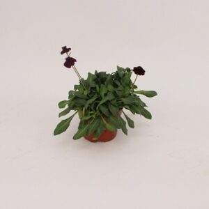 Космос D19 H50 - Cosmos Hot Chocolate