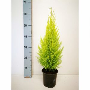 Купресус D14 H50 - Cupressus Goldcrest Wilma