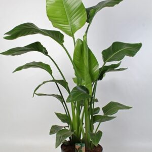 Стрелиция D24 H130 - Strelitzia Nicolai
