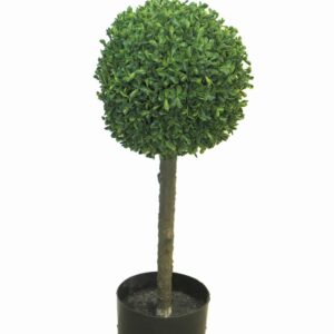 Чемшир топка D20см на ствол H60см - Box Princeville Topiary