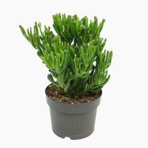 Красула D17 H25 - Crassula Ovata Gollum