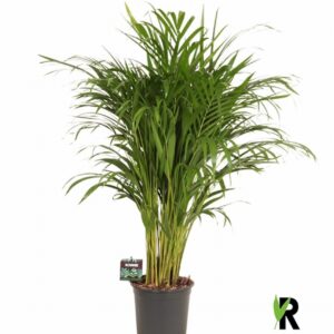 Арека D24 H120 - Dypsis Lutescens