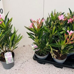 Олеандър D14 H50 - Nerium Oleander Pink